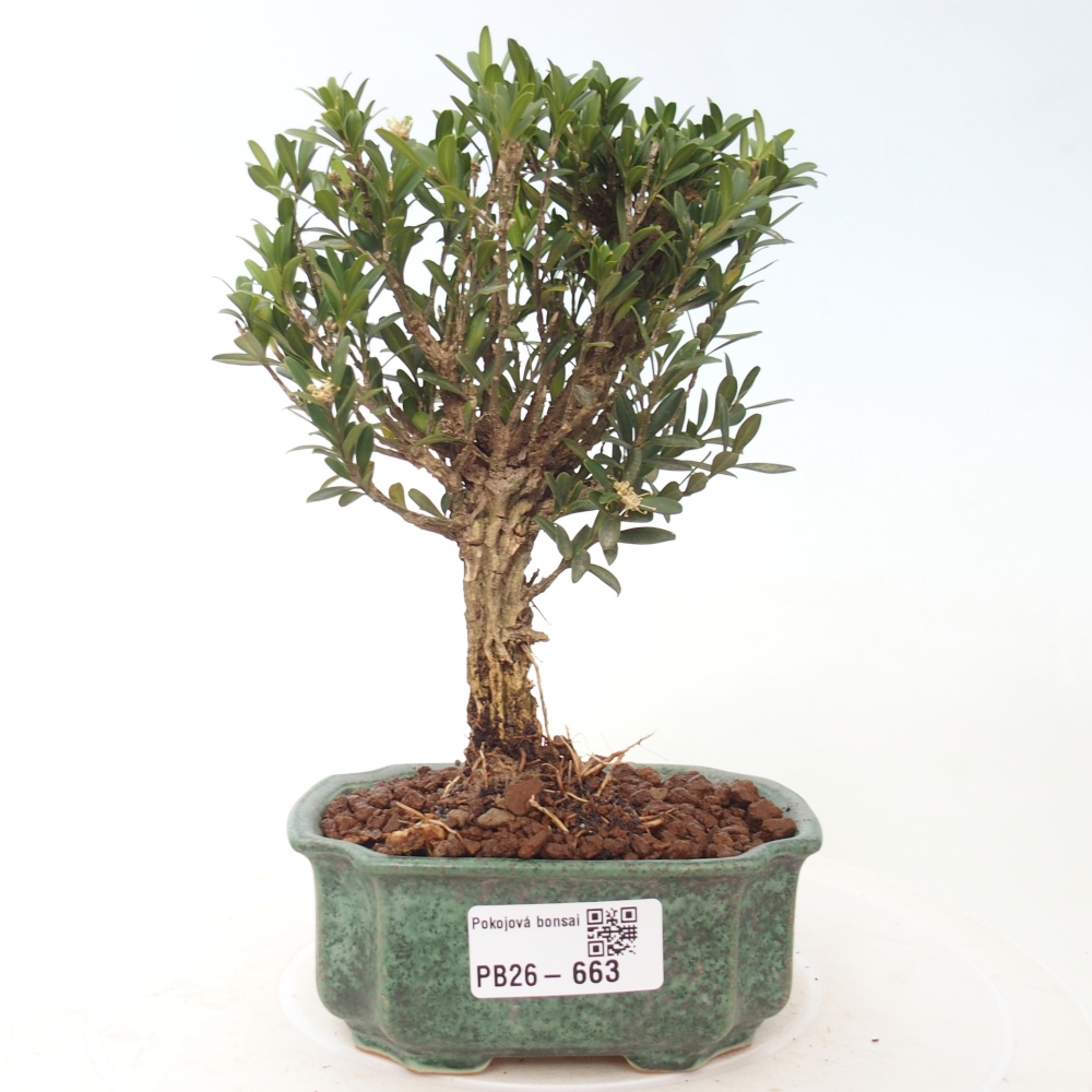 Room bonsai - Buxus harlandii - cork buxus
