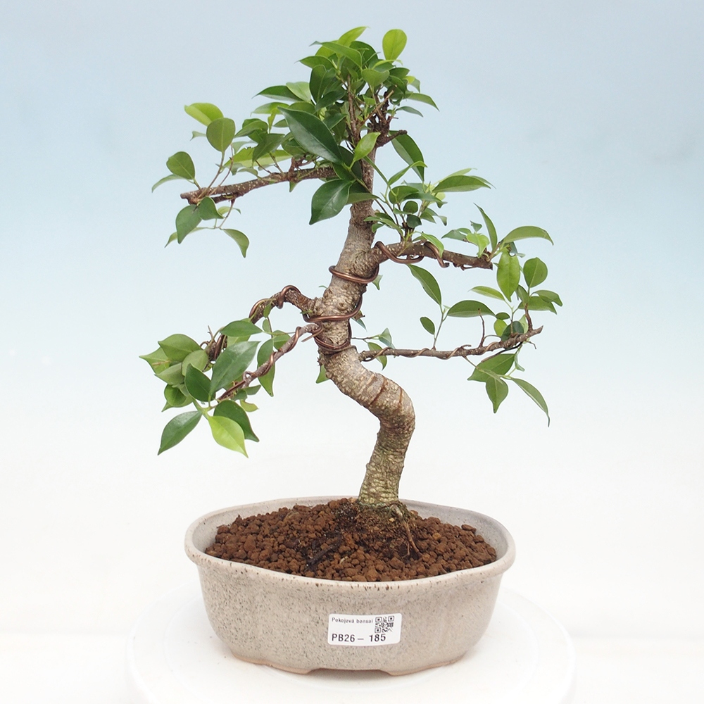 Room bonsai - Ficus retusa - small-leaved ficus