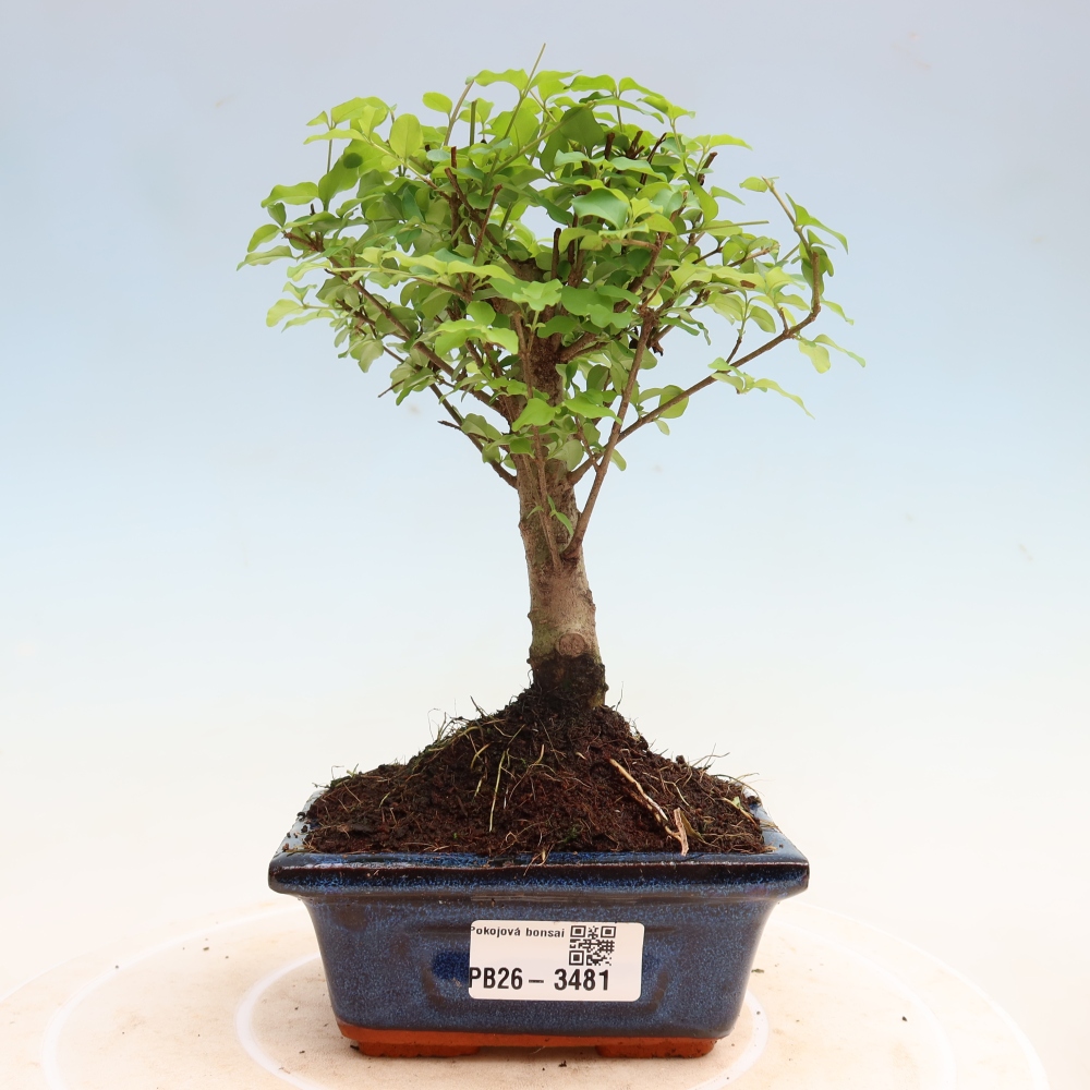 Room bonsai -Ligustrum chinensis - Birds Beak