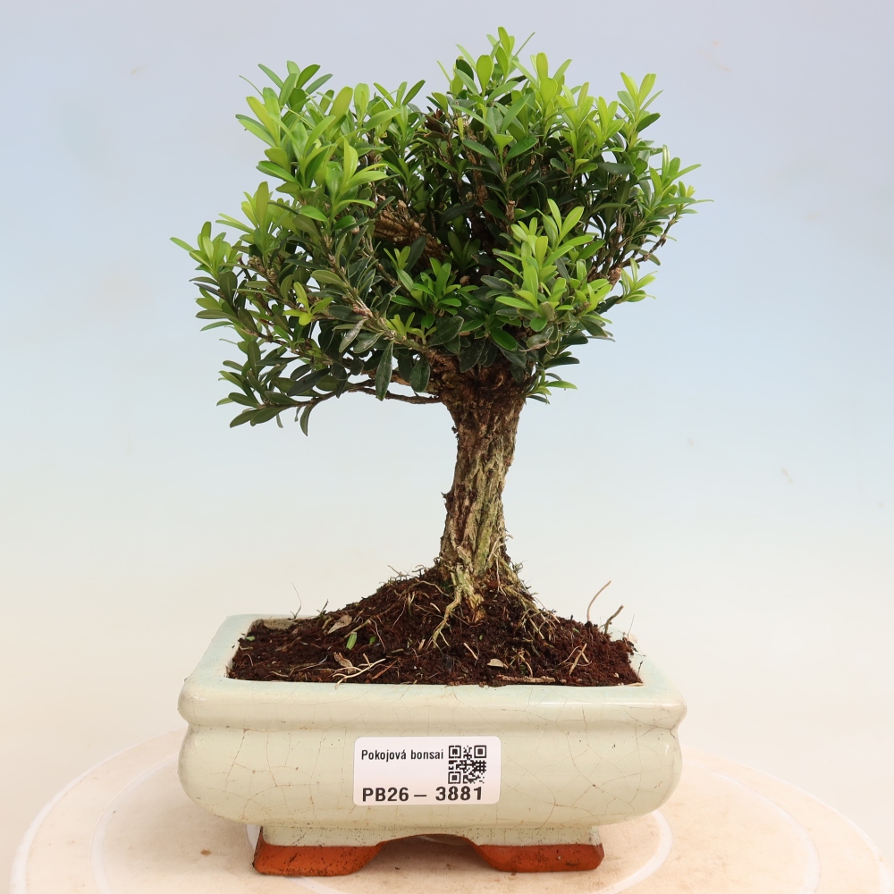 Room bonsai - Buxus harlandii - cork buxus