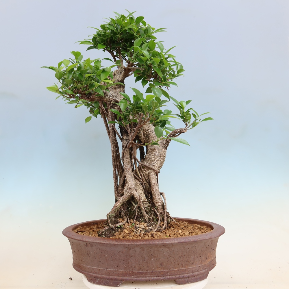 Room bonsai - Ficus kimmen - small-leaved ficus