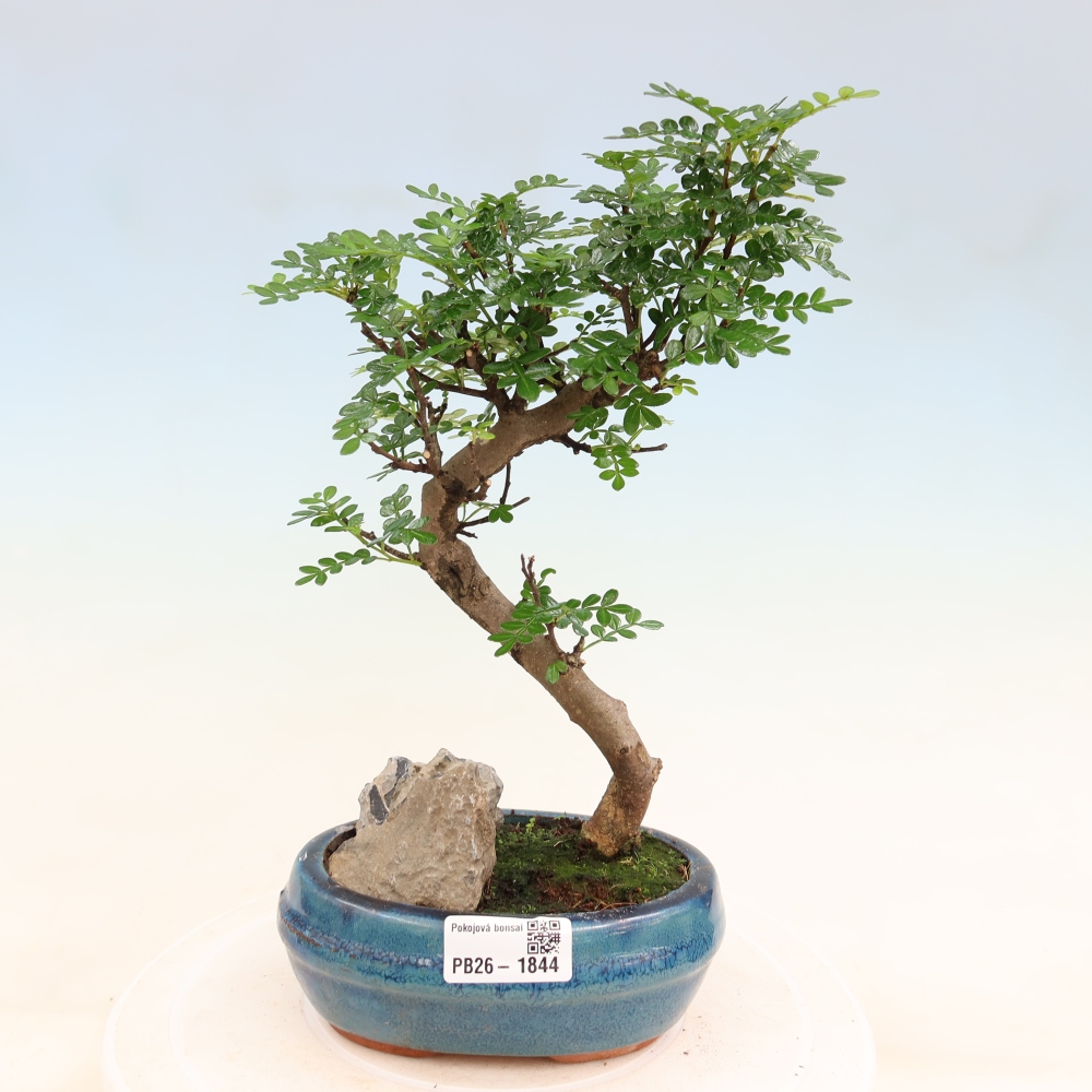 Room bonsai - Zantoxylum piperitum - pepper tree