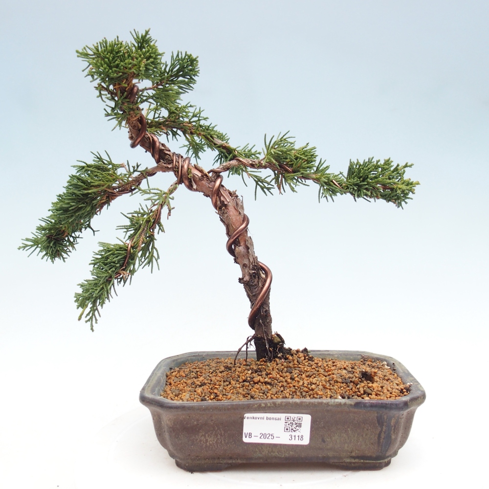 Outdoor bonsai - Juniperus chinensis Kishu - Chinese Juniper