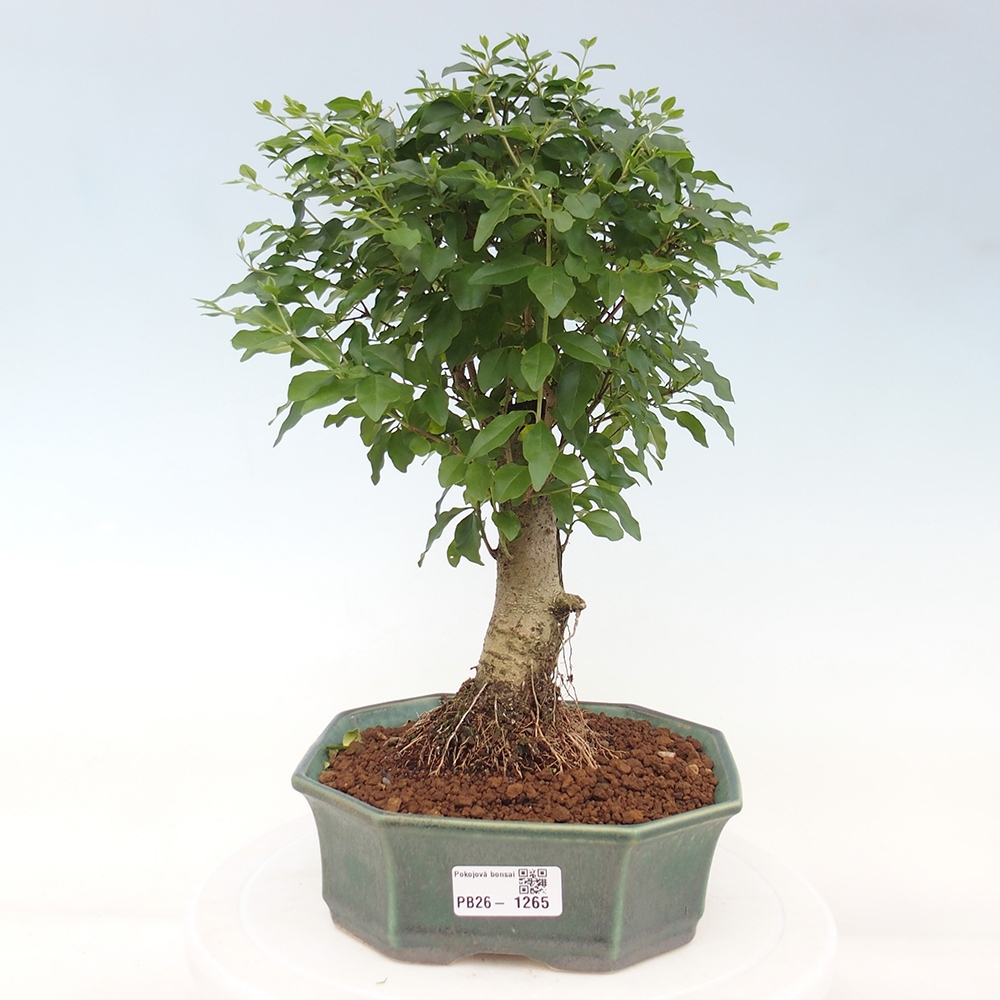Room bonsai -Ligustrum chinensis - Birds Beak