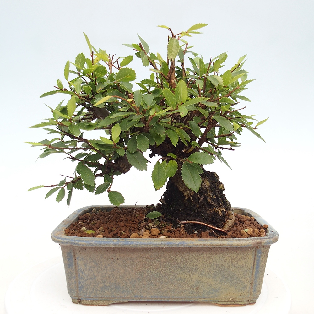 Outdoor bonsai - Zelkova - Zelkova NIRE