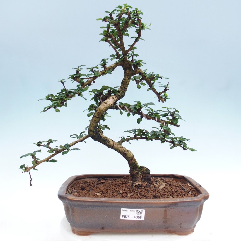 Room bonsai - Carmona macrophylla - Tea fuki