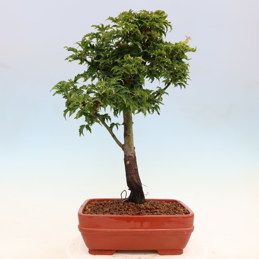 Outdoor bonsai -Javor palm Acer palmatum Shishigashira