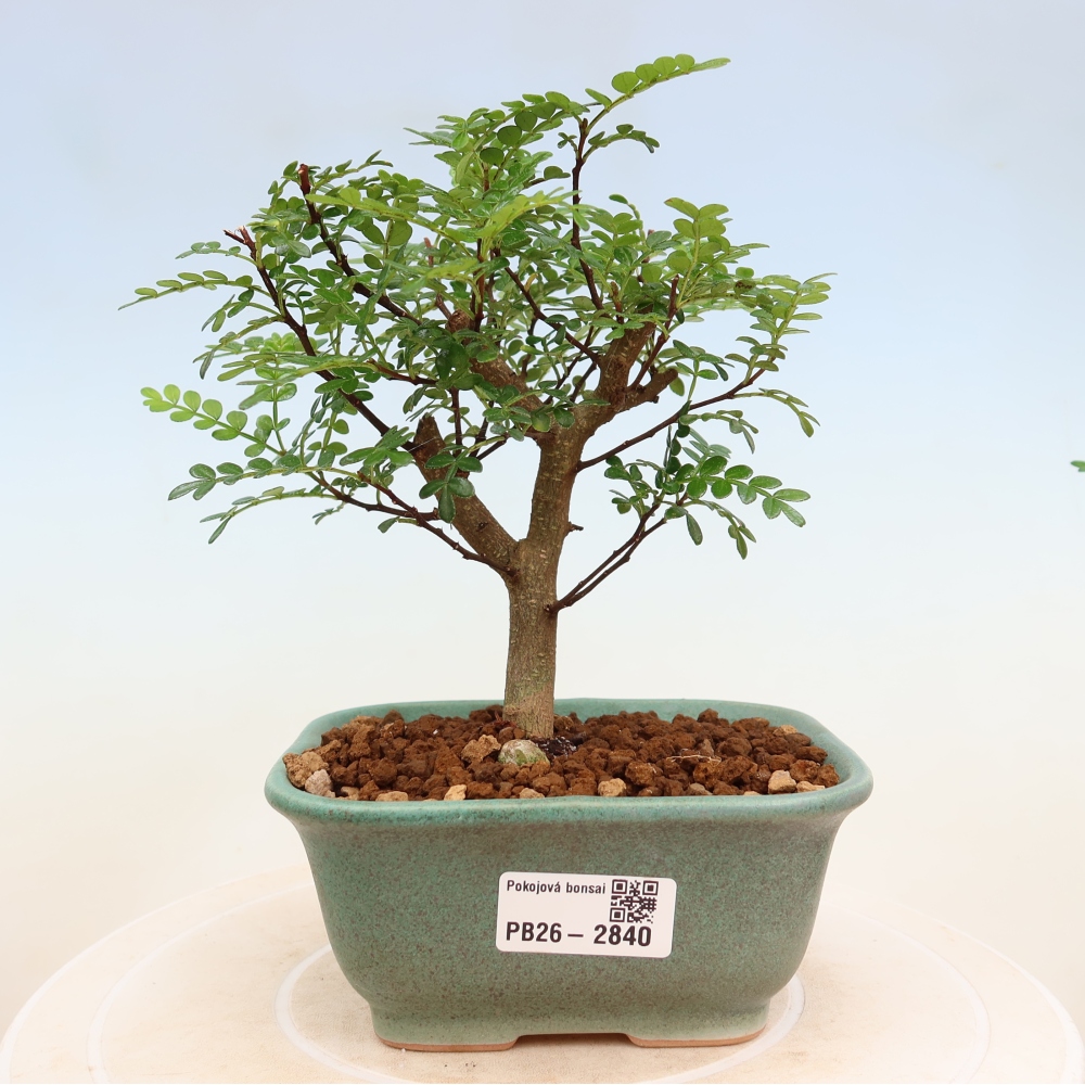 Room bonsai - Zantoxylum piperitum - pepper tree