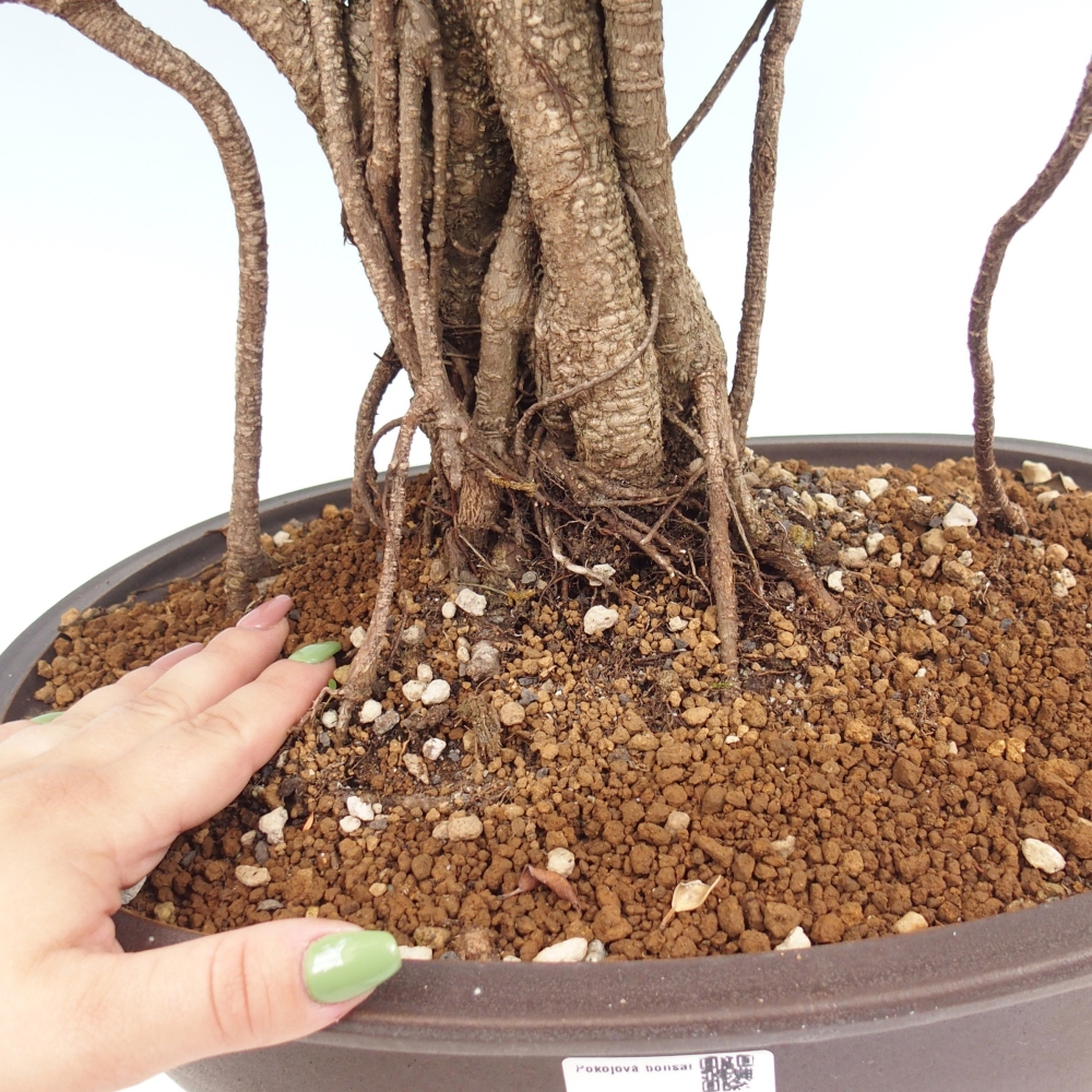 Room bonsai - Ficus kimmen - small-leaved ficus - PERSONAL COLLECTION ONLY or pallet transport