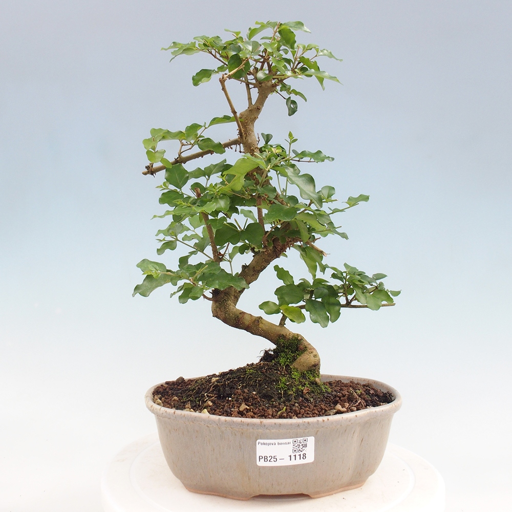 Indoor bonsai - Ligustrum chinensis - Bird's eye view