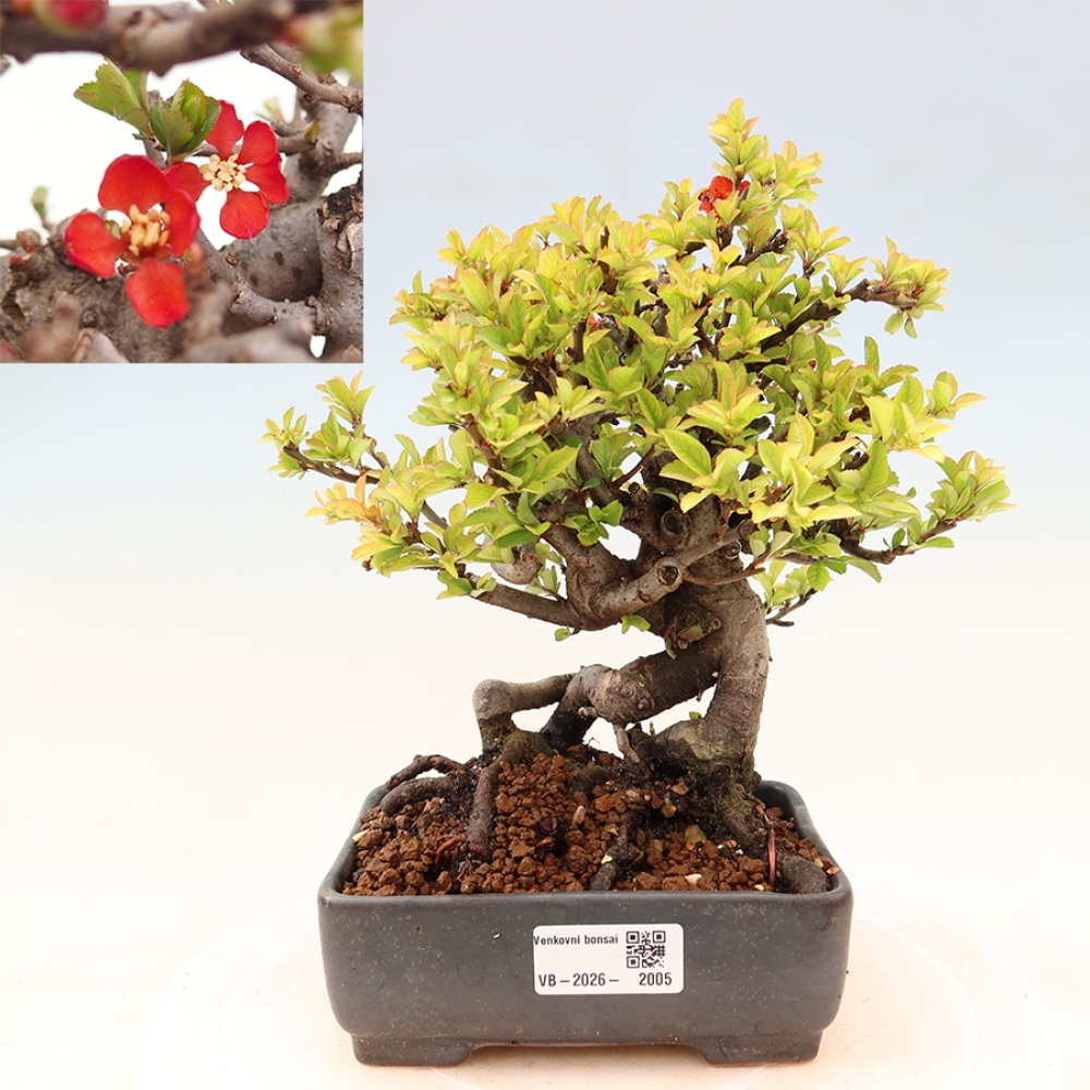 Outdoor bonsai - Chaneomeles speciosa Chojubai