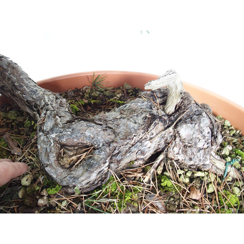 Yamadori - Pinus sylvestris Spain