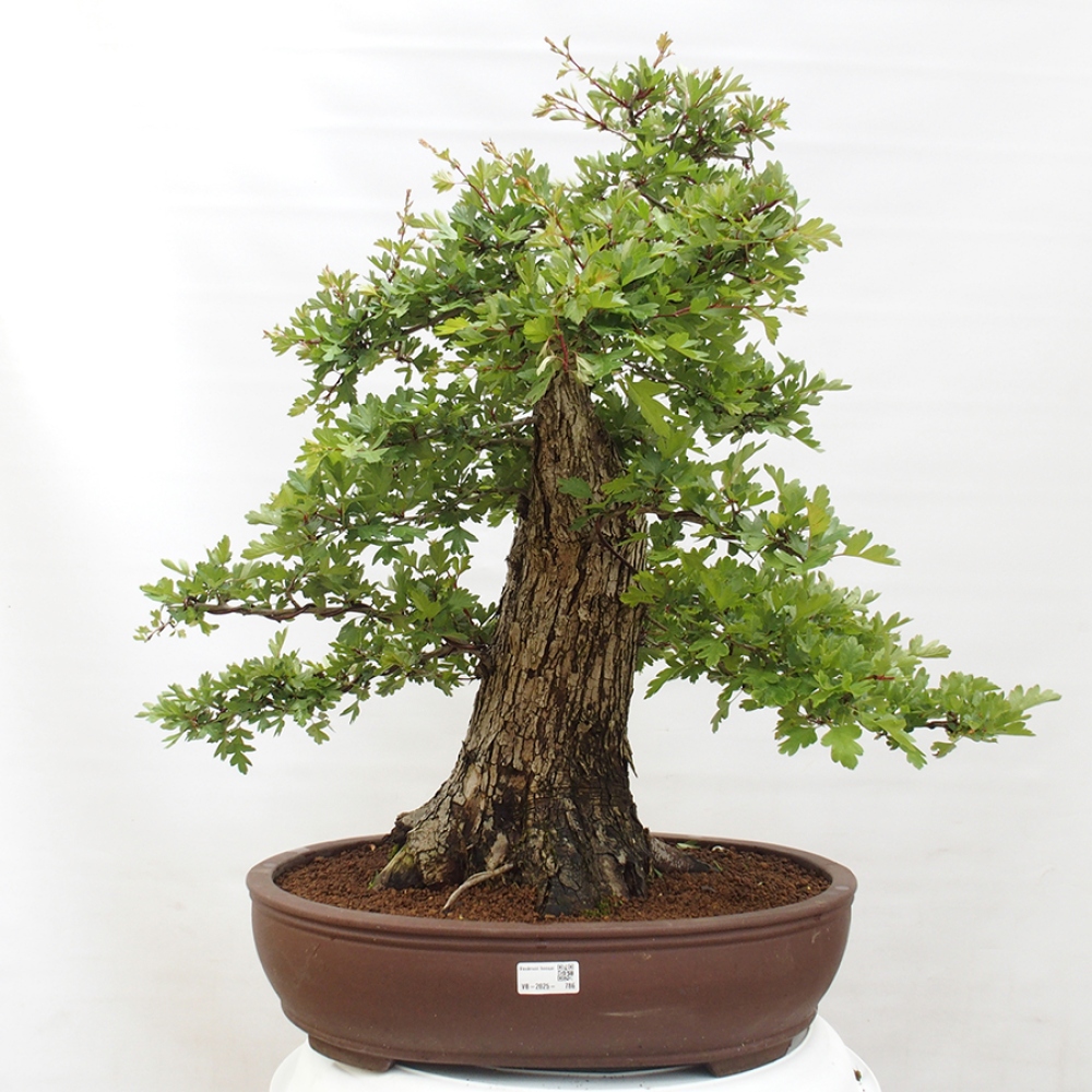 Outdoor bonsai - Hawthorn - Crataegus monogyna