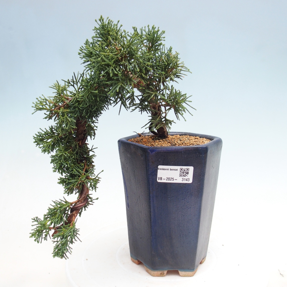 Outdoor bonsai - Juniperus chinensis Kishu - Chinese Juniper
