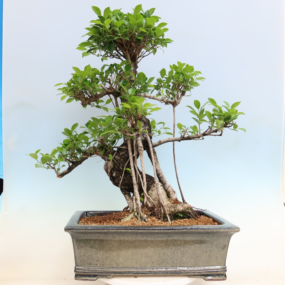 Room bonsai - Ficus kimmen - small-leaved ficus