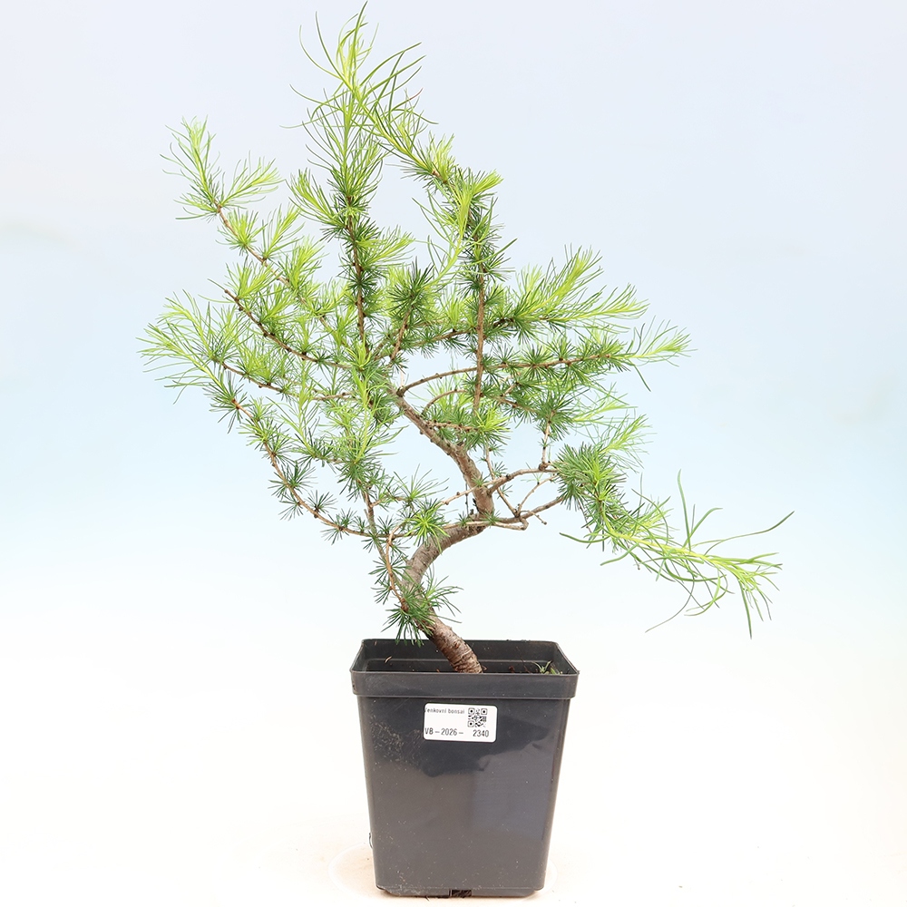 Outdoor bonsai -Larix decidua - Larch