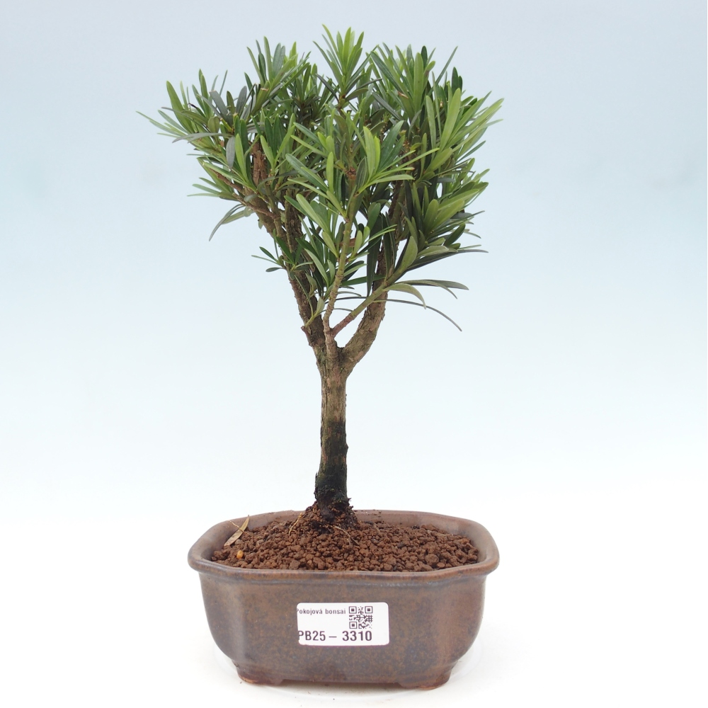 Room bonsai - Podocarpus - Stone Yew
