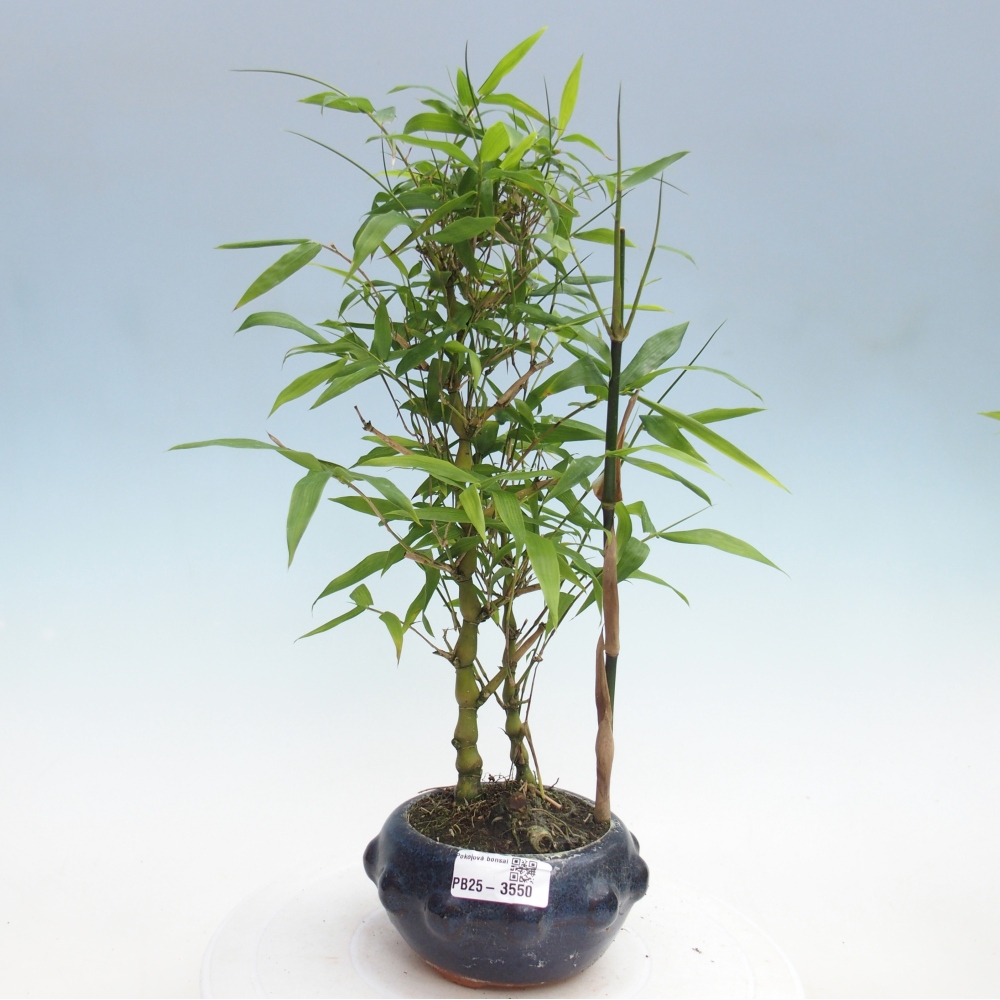 Room bonsai - Bamboo budha-Bamboo budha belly