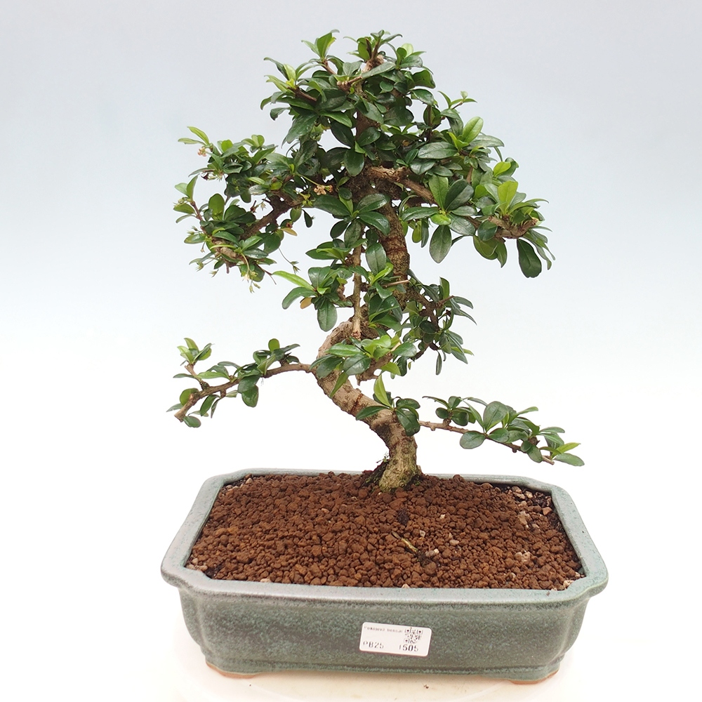 Room bonsai - Carmona macrophylla - Tea fuki