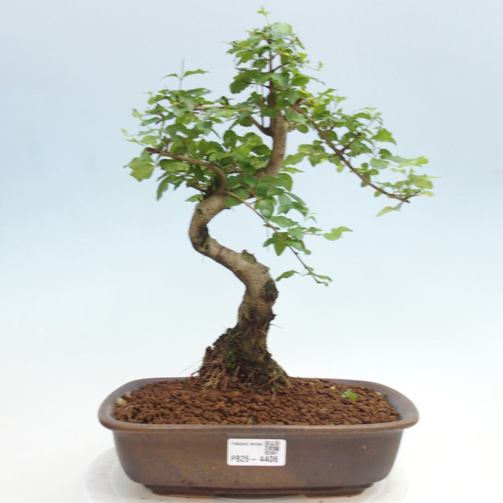 Room bonsai -Ligustrum chinensis - Birds Beak