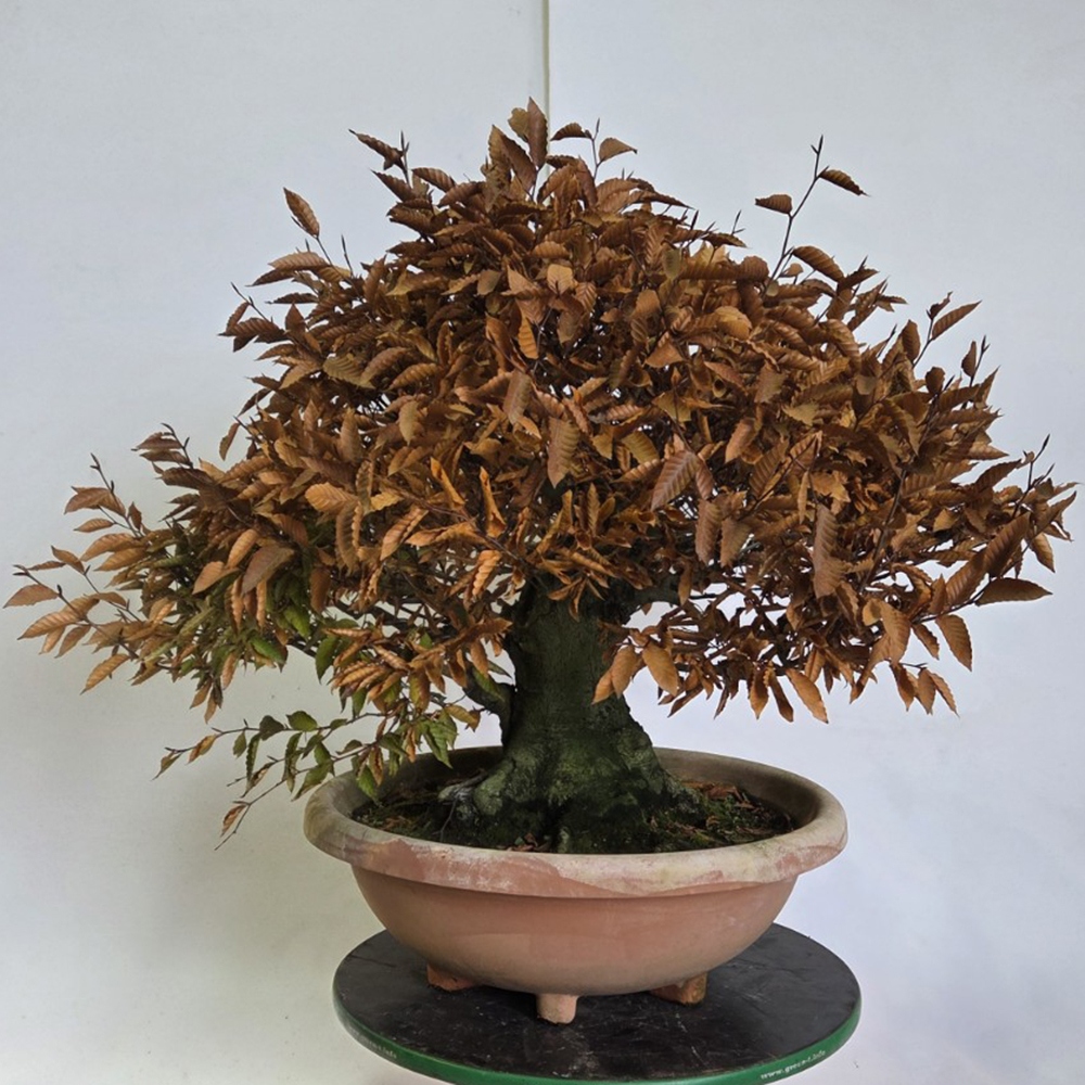 Outdoor bonsai -Fagus crenata