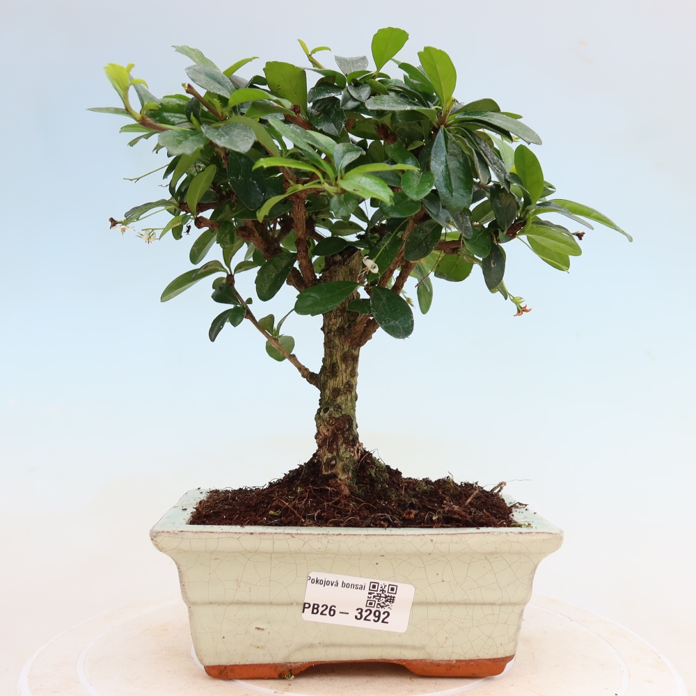 Room bonsai - Carmona macrophylla - Tea fuki