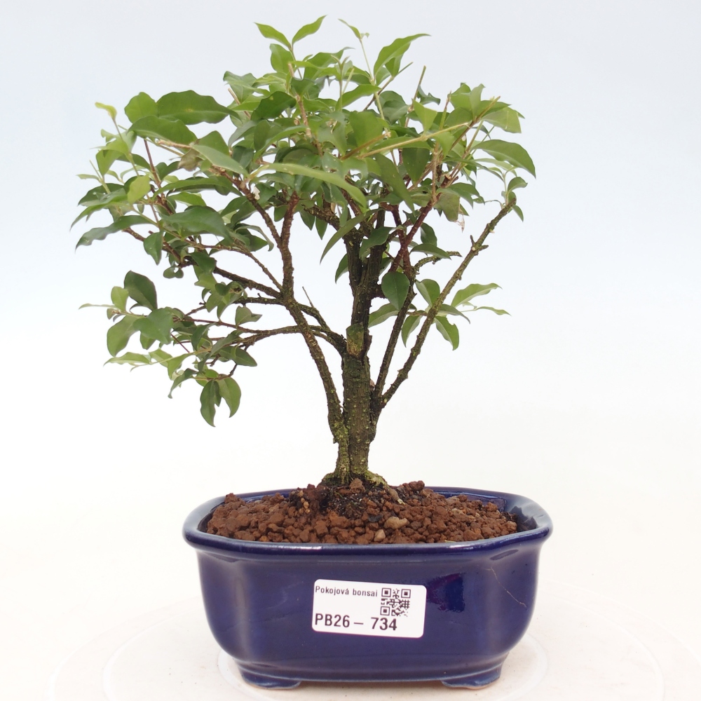 Room bonsai - Malpighia coccigera- Barbdor Cherry