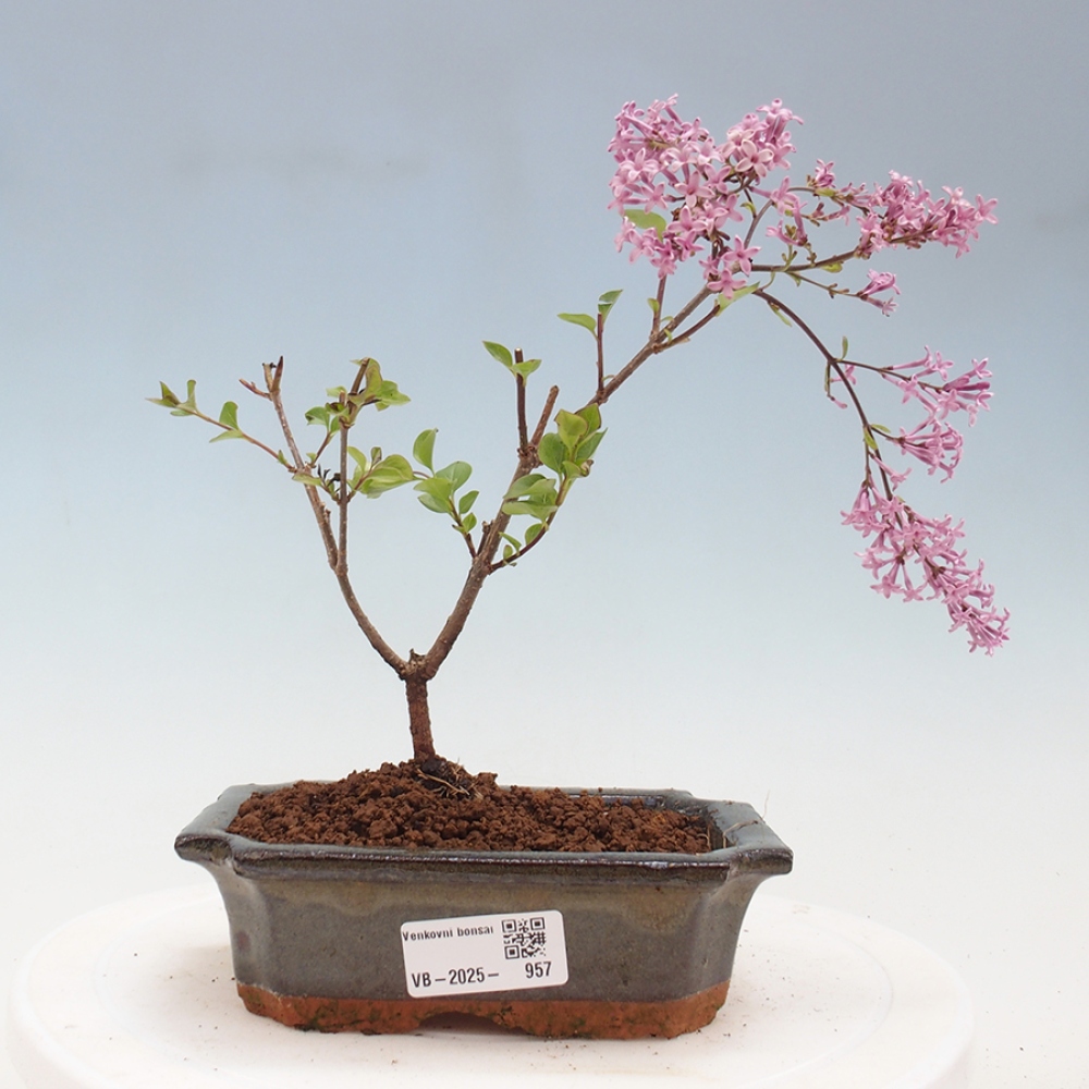 Outdoor bonsai - Syringa Meyeri Palibin - Meyer's Lilac