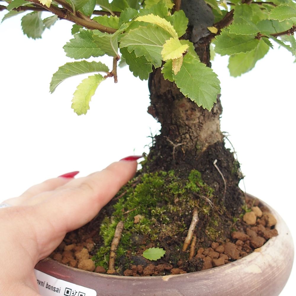 Outdoor bonsai - Zelkova - Zelkova NIRE