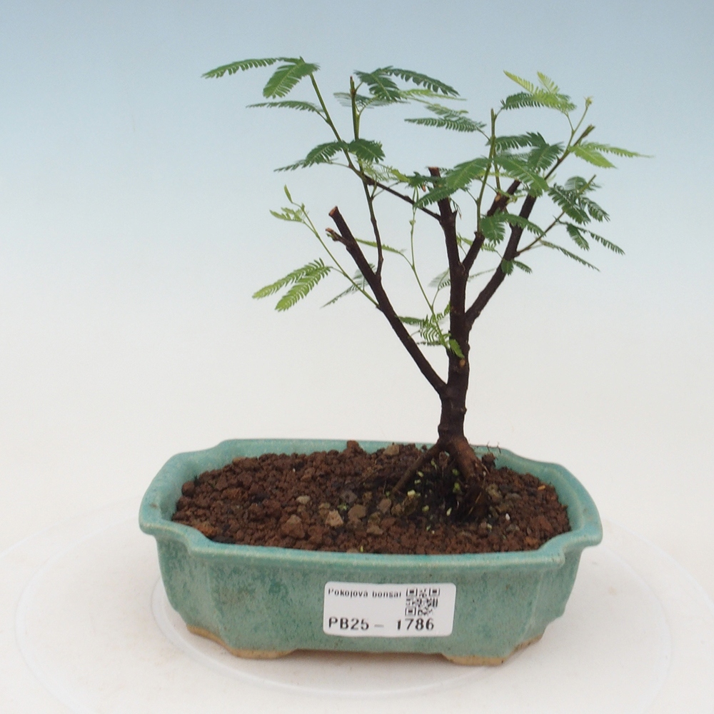 Room bonsai-Calliandra surinamensis Dixie Pink -Kaliandra of Suria