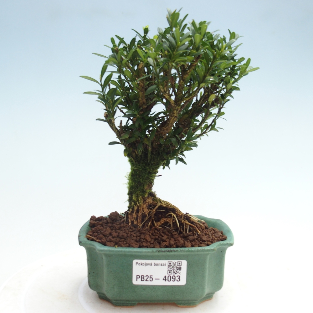 Room bonsai - Buxus harlandii - cork buxus