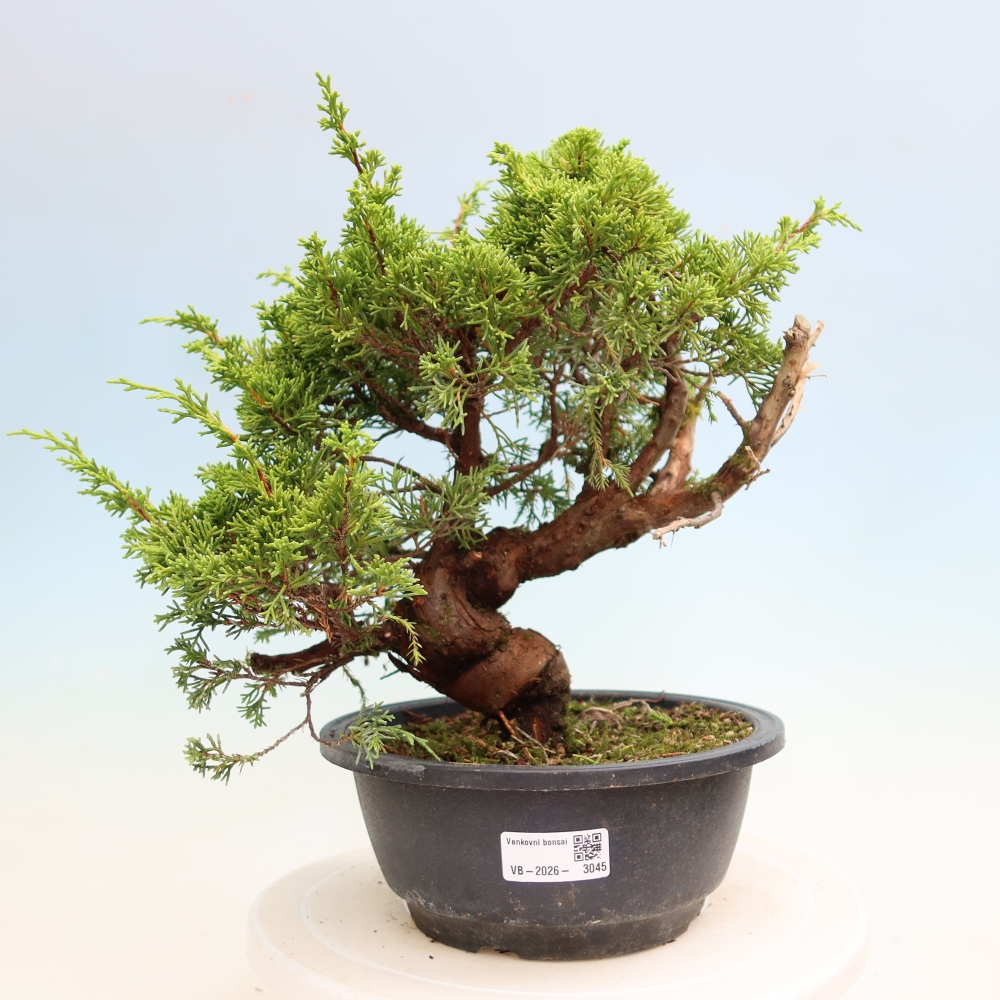 Outdoor Bonsai - Juniperus chinensis Itoigawa - Chinese Juniper