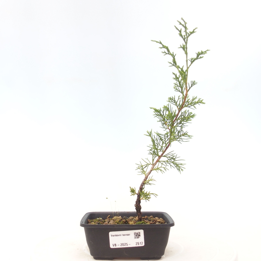 Outdoor bonsai - Juniperus chinensis Itoigawa - Chinese juniper