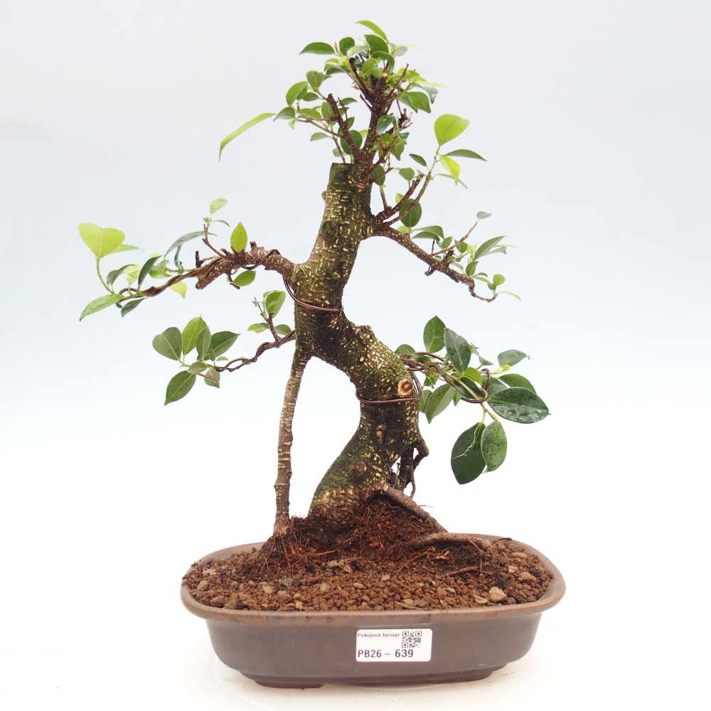 Room bonsai - Ficus kimmen - small-leaved ficus