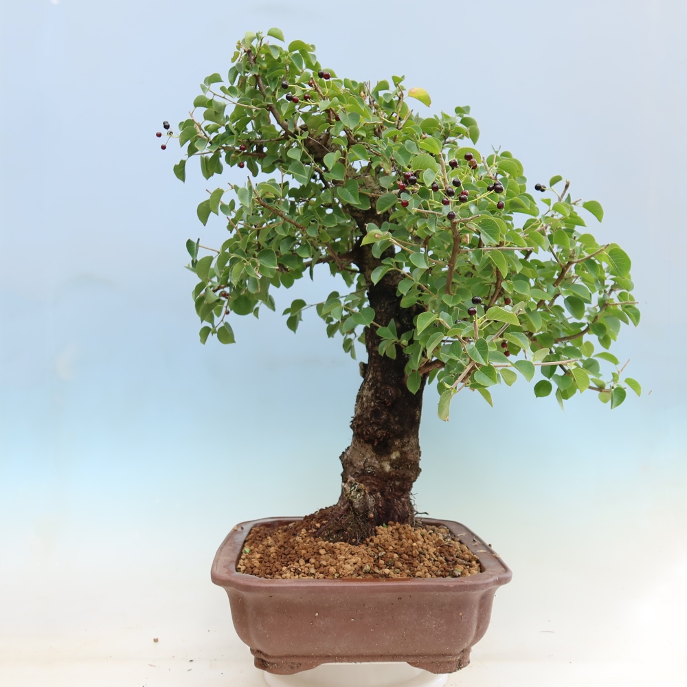 Outdoor Bonsai - Mahaleb Cherry - Prunus mahaleb