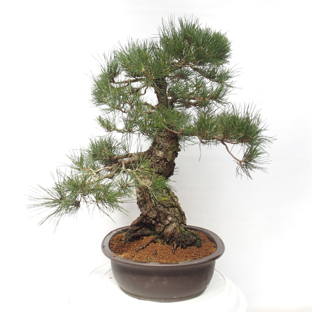 Outdoor bonsai - Pinus thunbergii - Thunberg pine