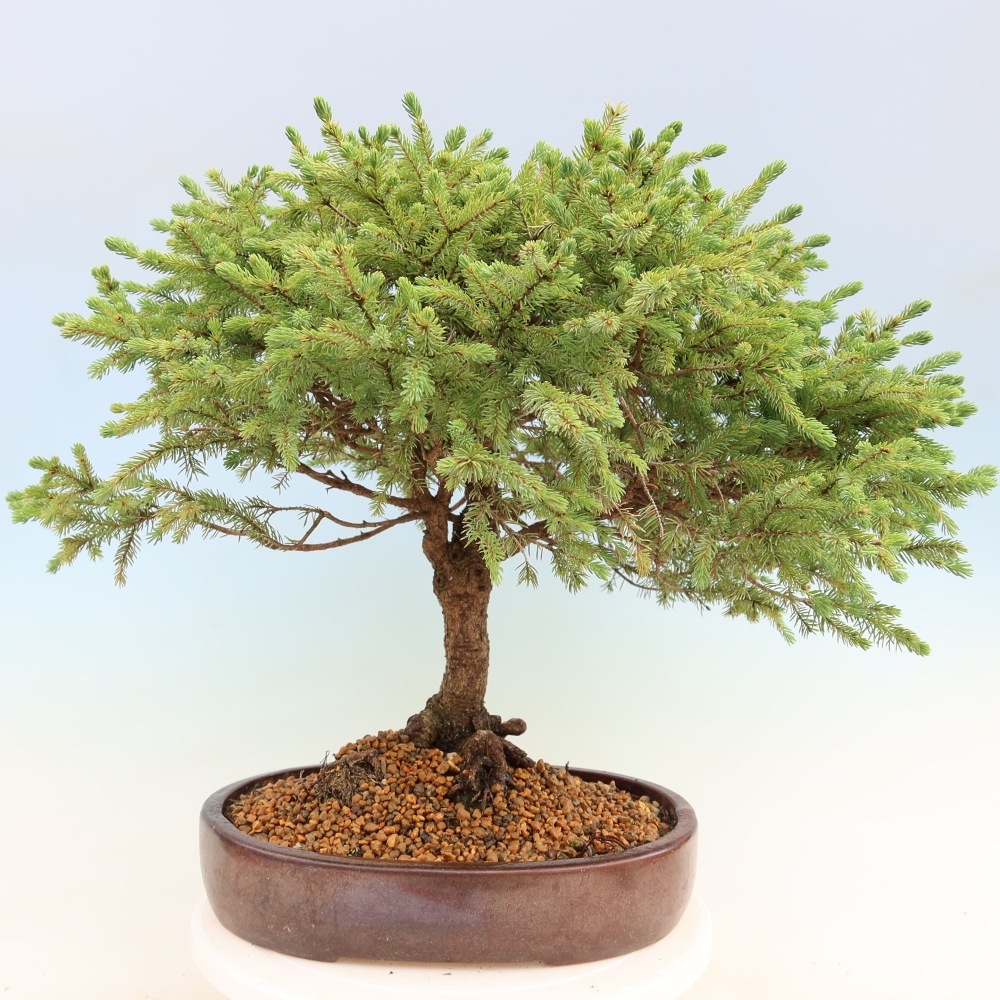 Outdoor Bonsai - Picea glauca Echiniformis – Blue Spruce