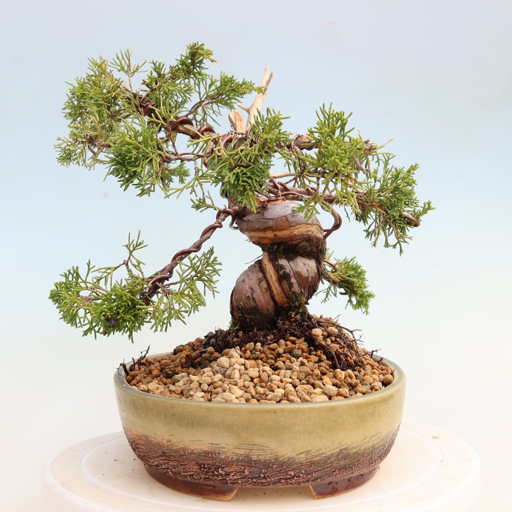 Outdoor Bonsai - Juniperus chinensis Itoigawa - Chinese Juniper