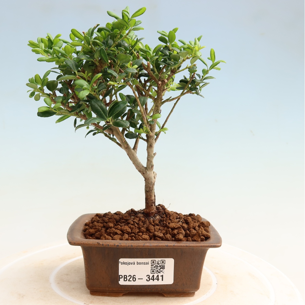Room bonsai - Ilex crenata - Holly
