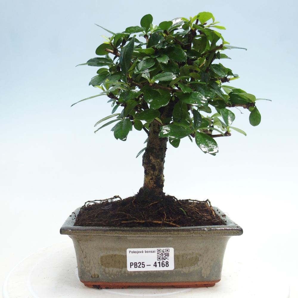Room bonsai - Carmona macrophylla - Tea fuki