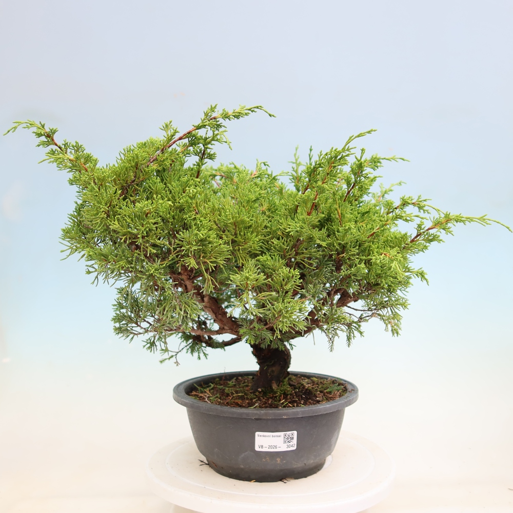 Outdoor Bonsai - Juniperus chinensis Itoigawa - Chinese Juniper