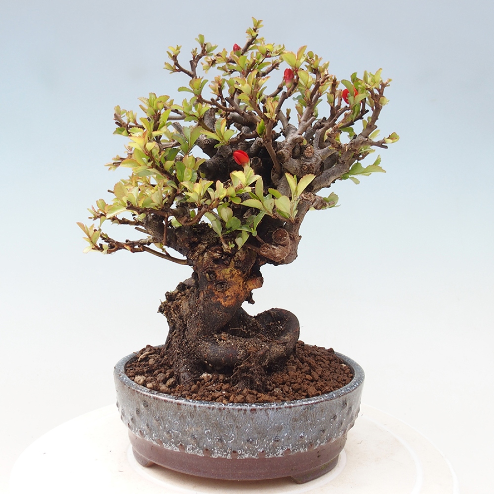 Outdoor bonsai - Chaneomeles speciosa - Quince