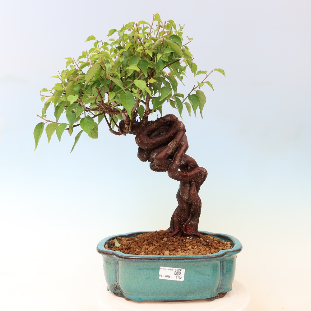 Outdoor Bonsai - Japanese Apricot - Prunus Mume