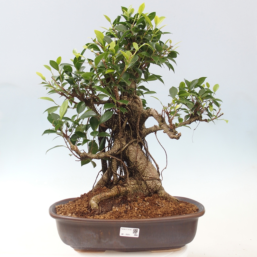 Room bonsai - Ficus kimmen - small-leaved ficus - PERSONAL COLLECTION ONLY or pallet transport