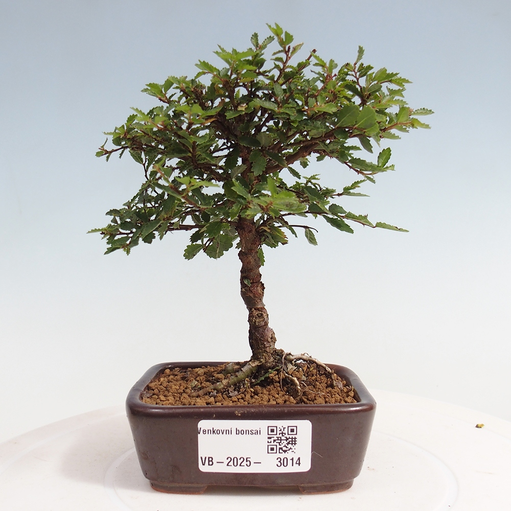 Outdoor bonsai - Ulmus parvifolia Sagei - Small-leaved elm