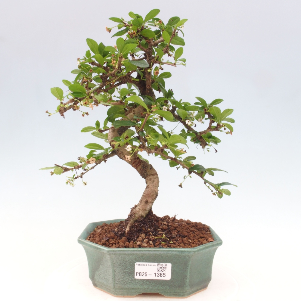 Room bonsai - Carmona macrophylla - Tea fuki