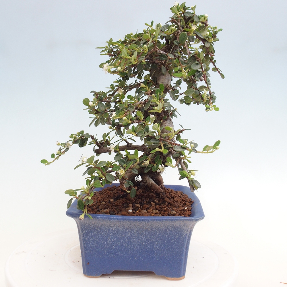 Outdoor bonsai-Cotoneaster dammeri - Rock Damer