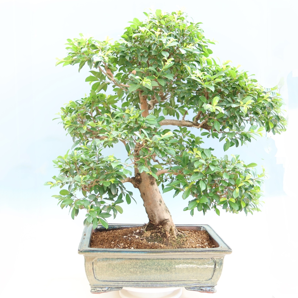 Room bonsai - Australian Cherry - Eugenia uniflora