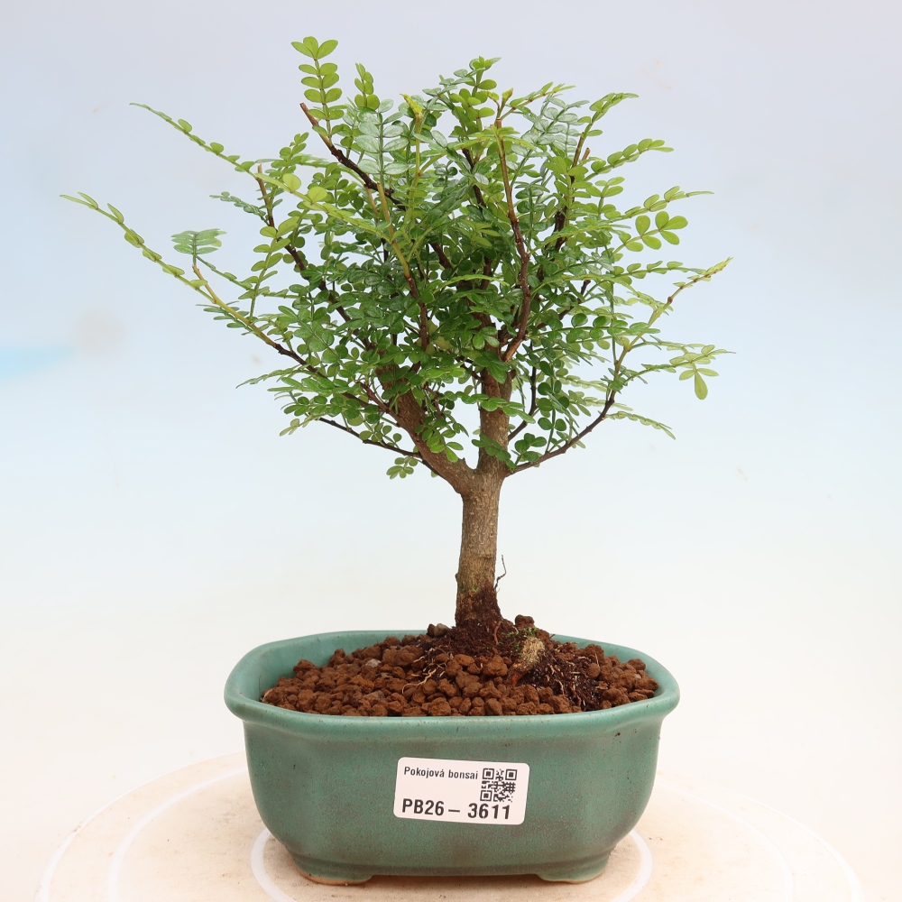 Room bonsai - Zantoxylum piperitum - pepper tree