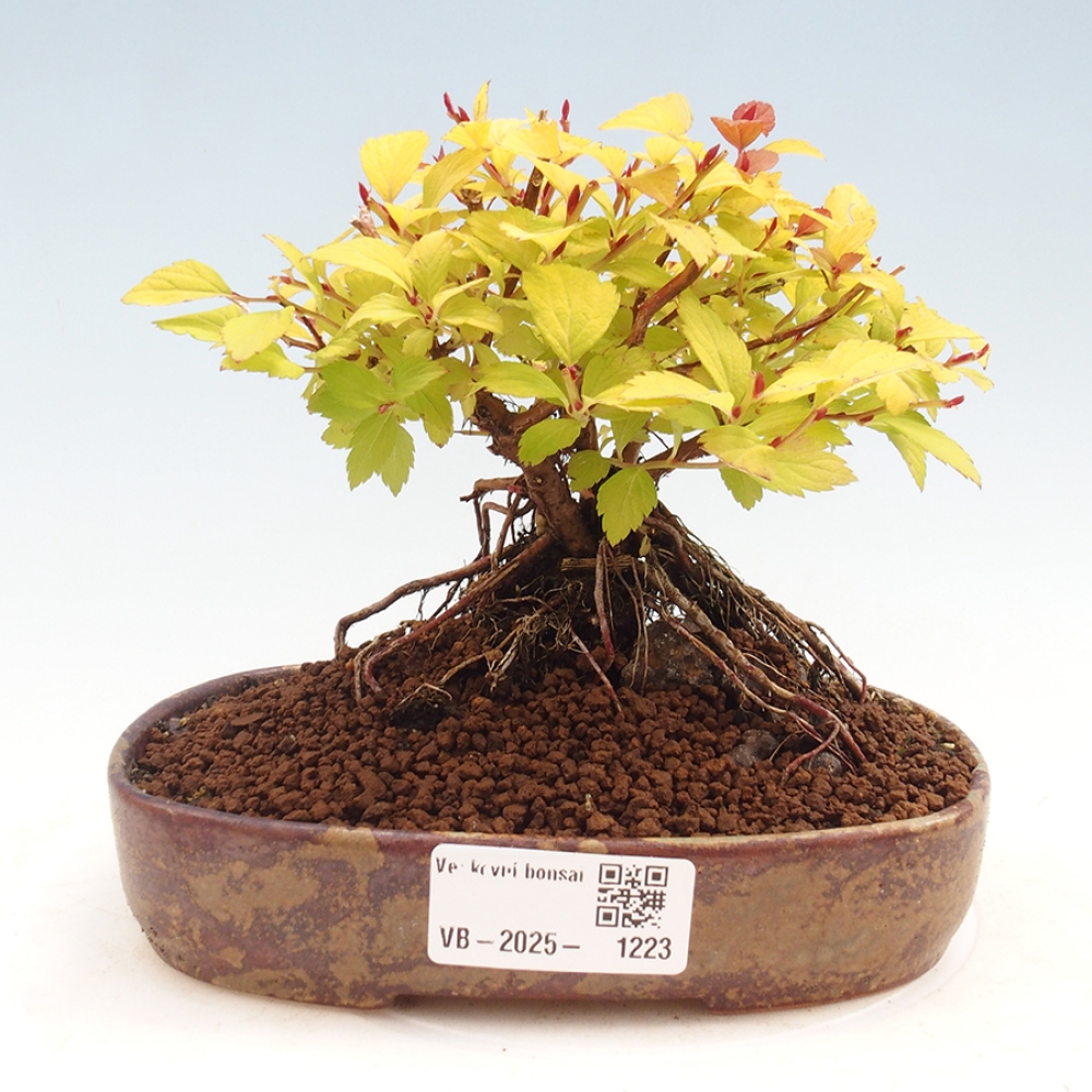 Outdoor bonsai - Spirae Aurea